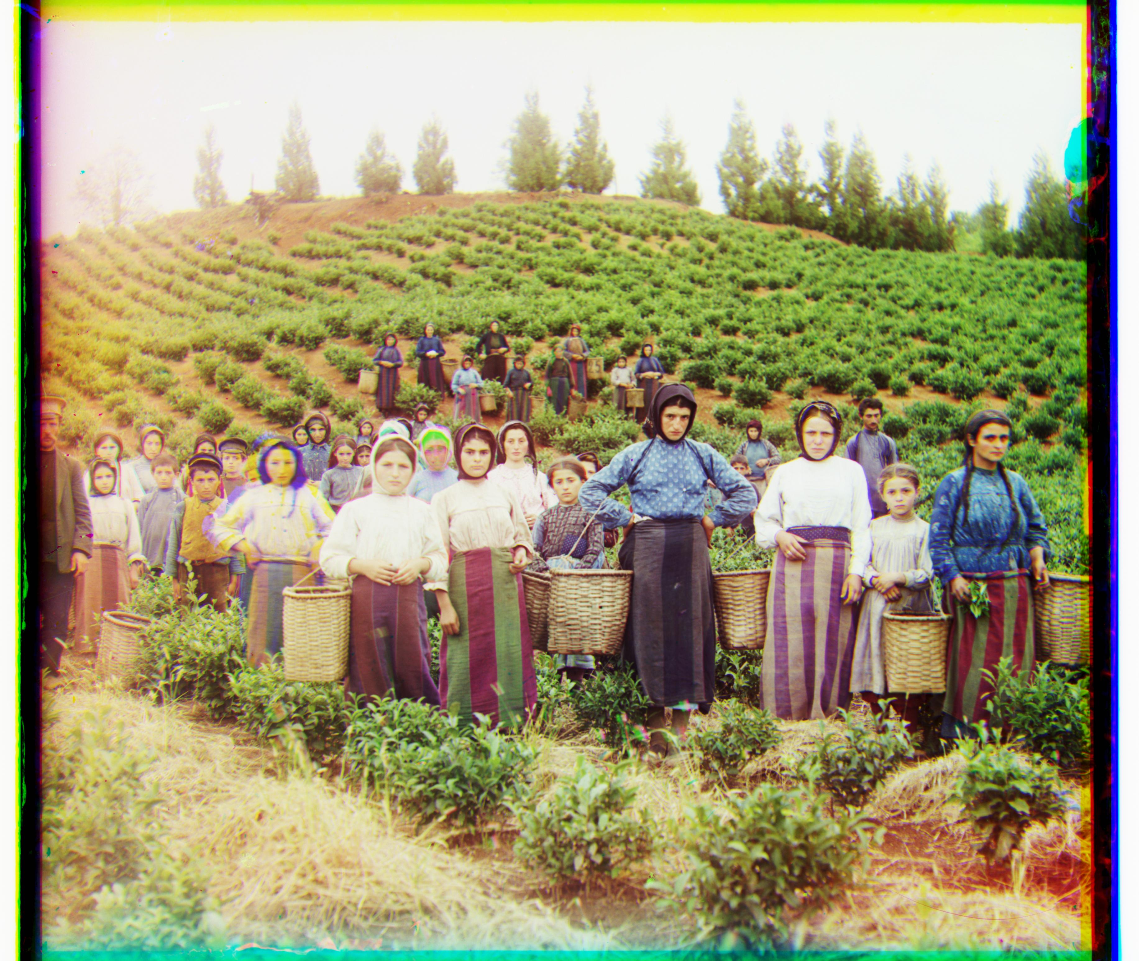 Harvesters