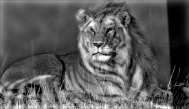 Tiger Lion hybrid