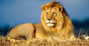 Lion original