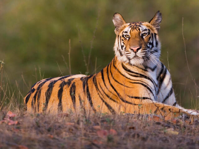 Tiger original