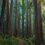 Original Redwood
