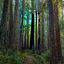 Redwood inpainted